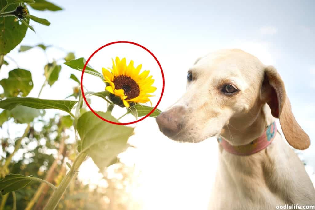 dog sniffing a flower
