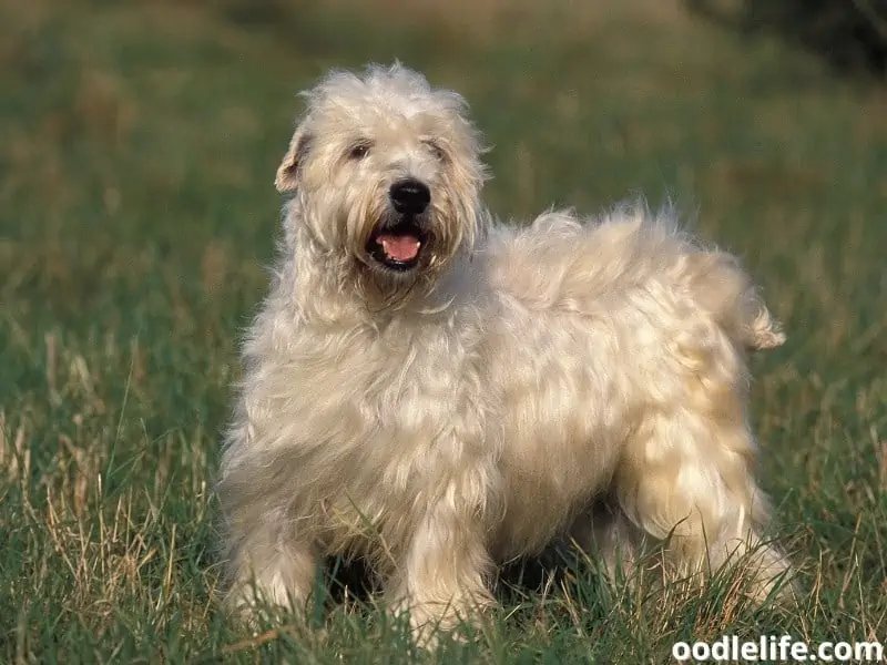 Soft-Coated Wheaten Terrier at the park