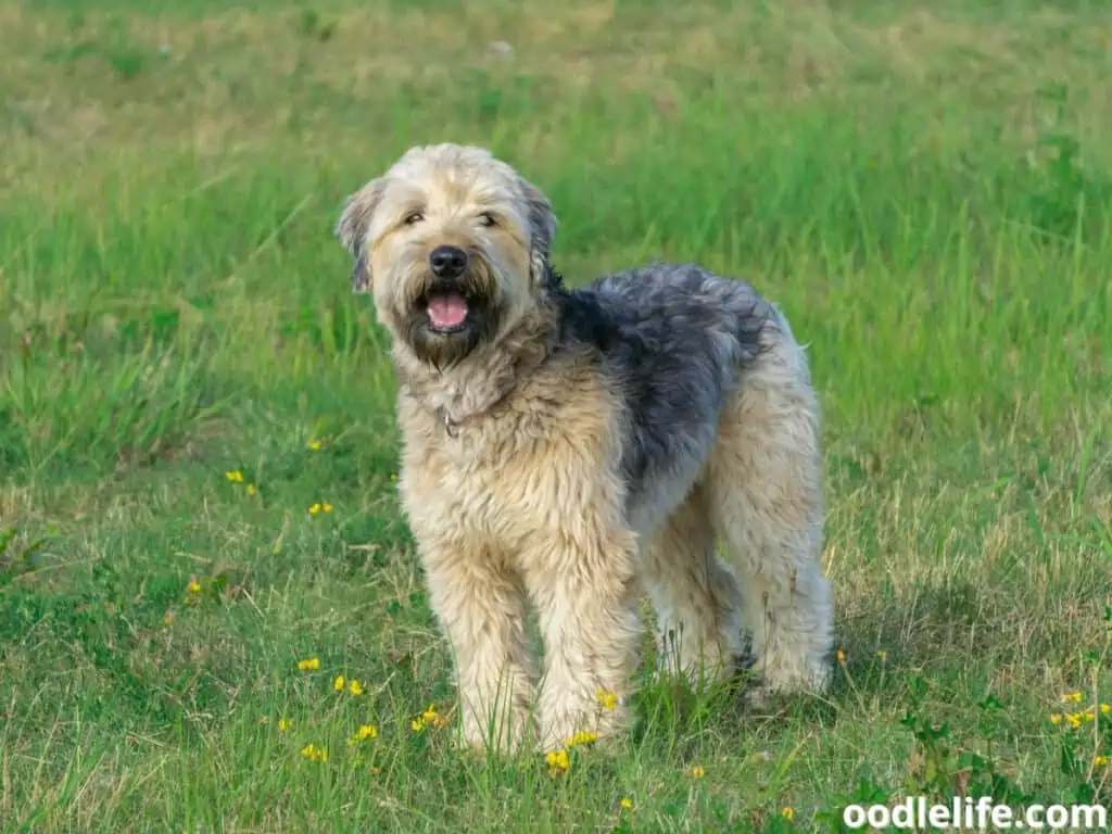 Soft Coated Wheaten Terrier open mouth