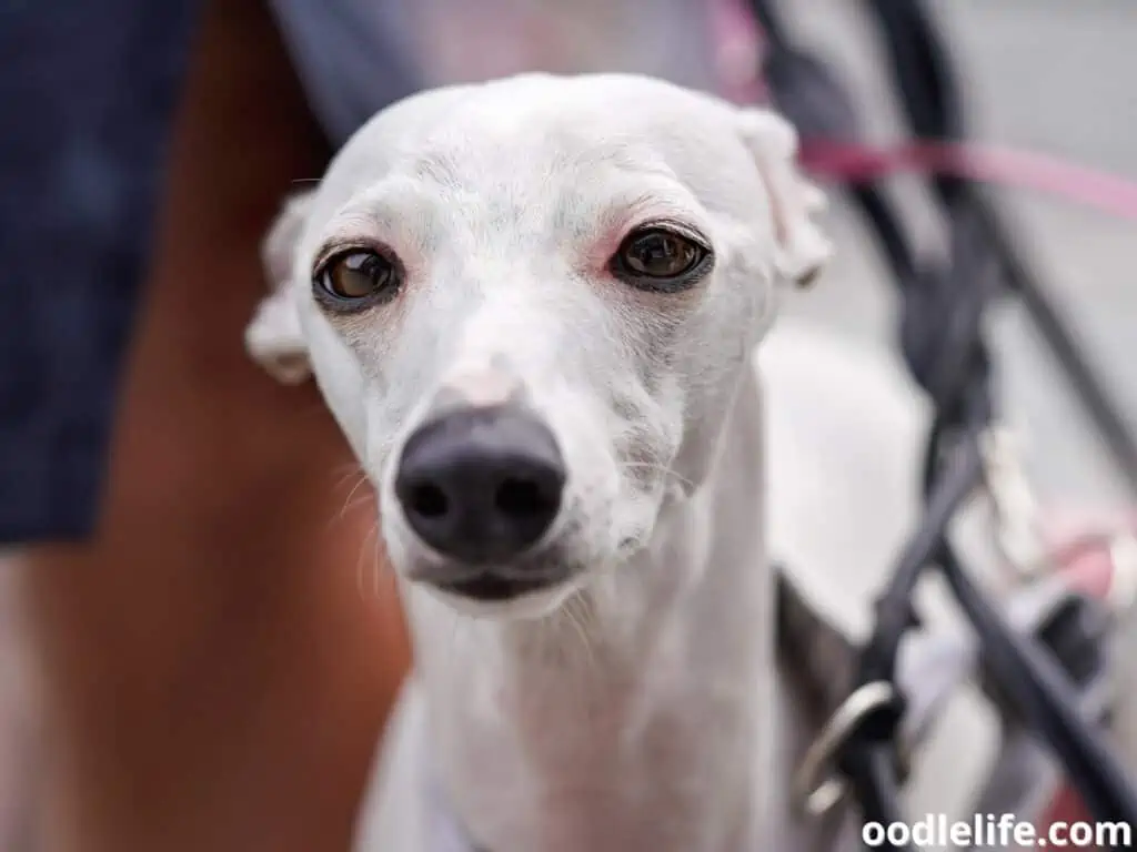 Spanish Greyhound ears are back