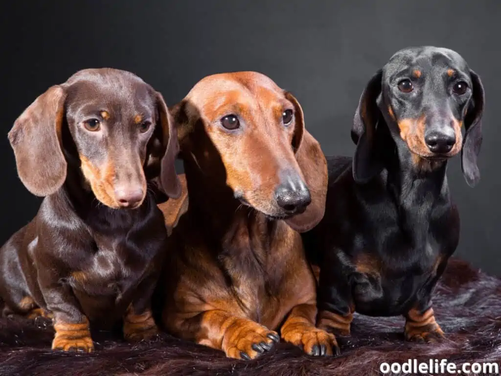 three Dachshunds