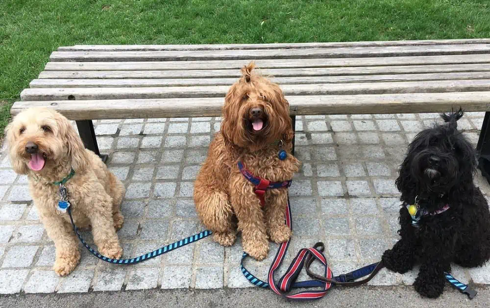 three Labradoodles went for a walk