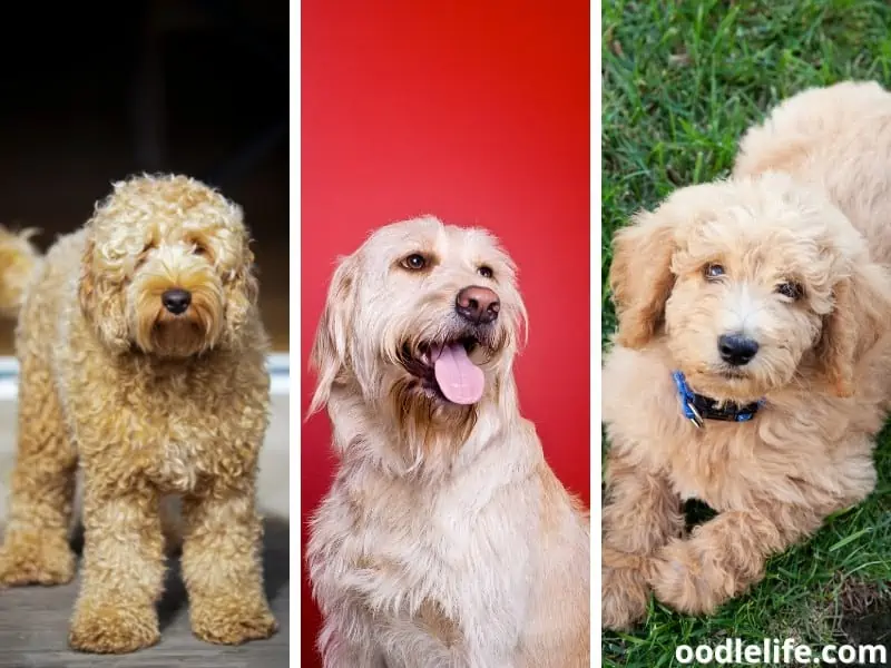 three Labradoodles