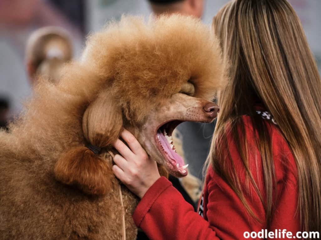 Do dogs like dog whistles? Here’s What to Do Next KeepingDog