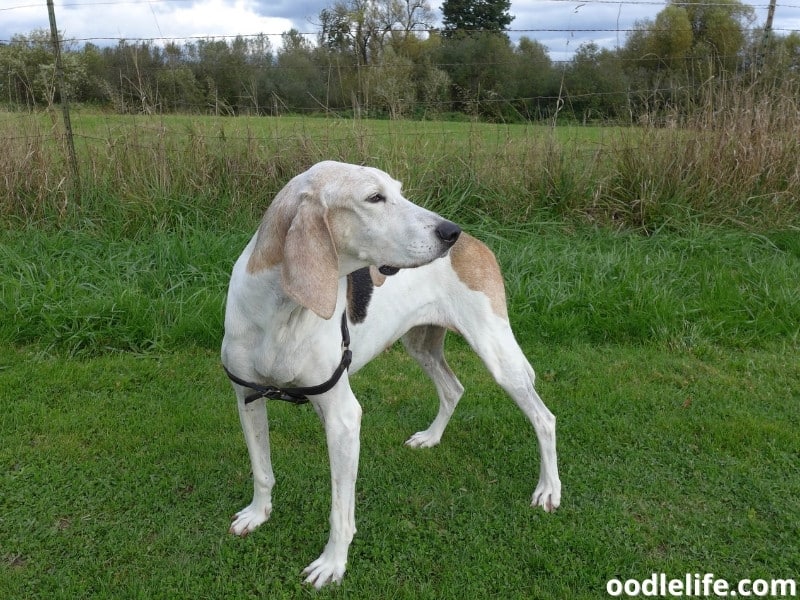 treeing coonhound walker standing in the field