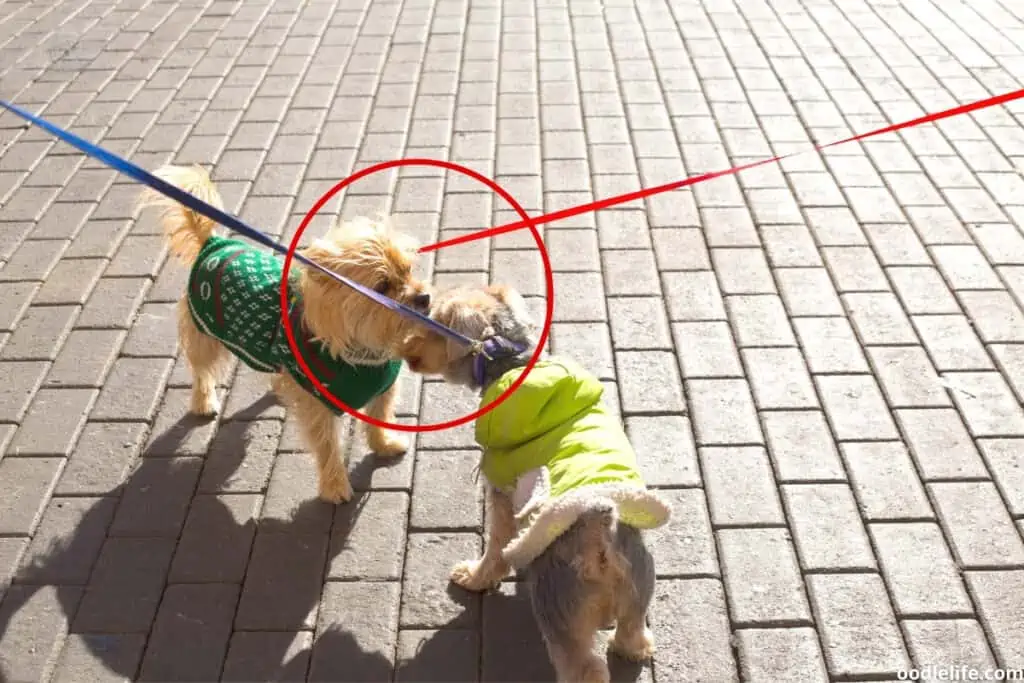 two dogs walking and facing each other