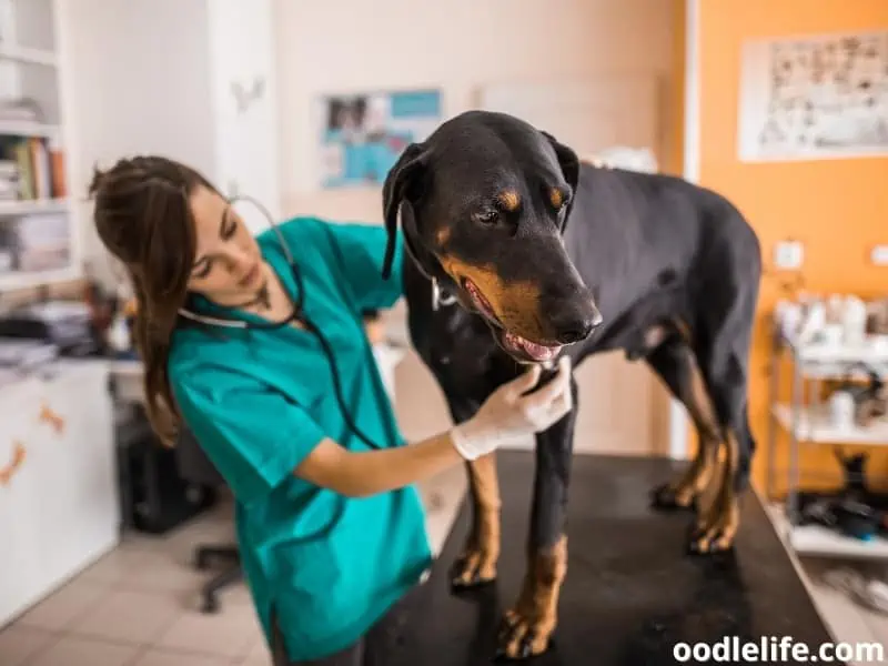 vet examines Doberman