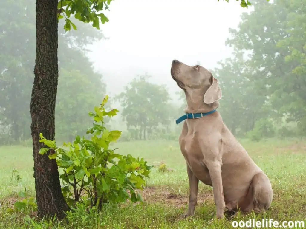 Weimaraner looking up the tree