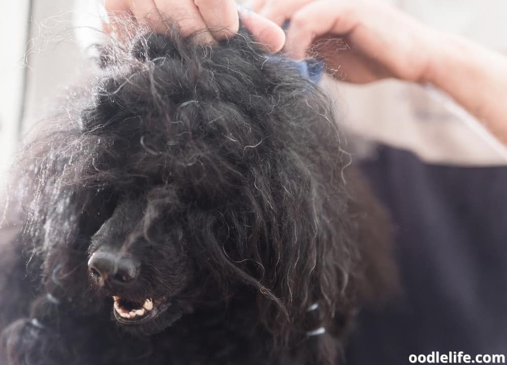 What Is The Best Shampoo For Poodles