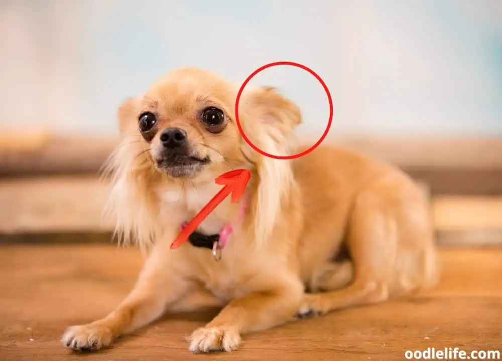what does it mean when a dog's ears are back