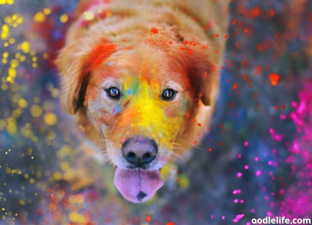 What Is A Dog’s Favorite Color? [Surprise Answer] Oodle Life