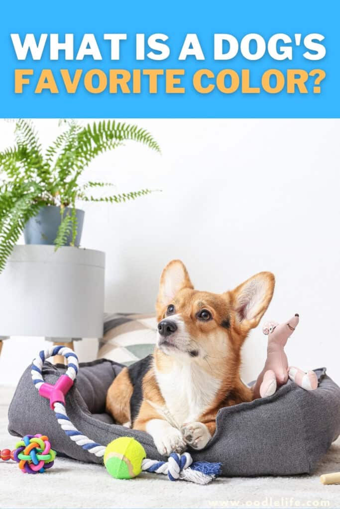 what is a dogs favorite color