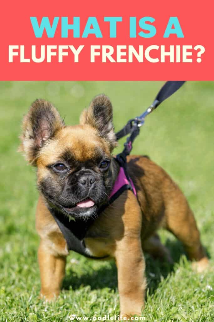 what is a fluffy frenchie