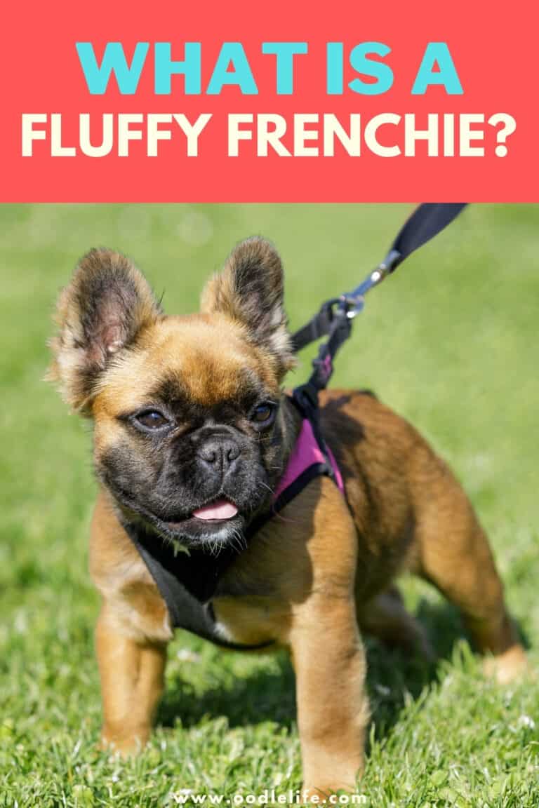 What Is A Fluffy Frenchie? (With Photos!) Oodle Life