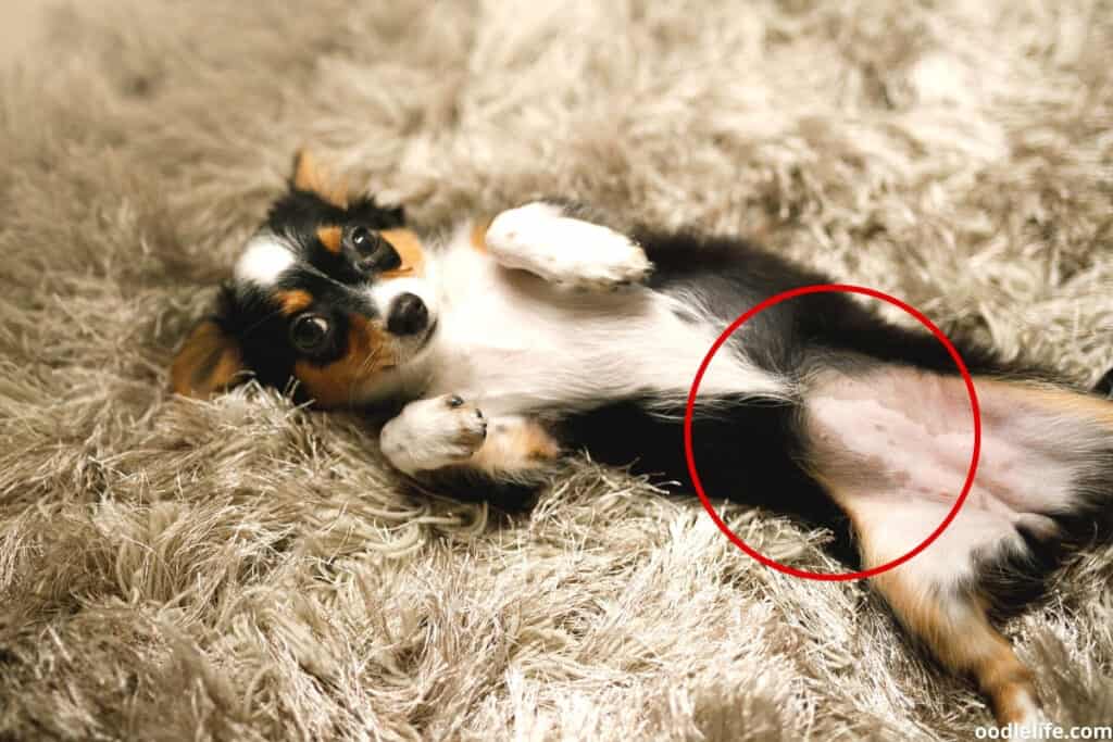 pregnant dog showing belly