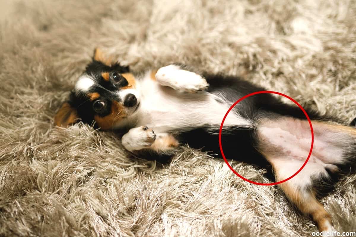 can you tell if a dog is pregnant