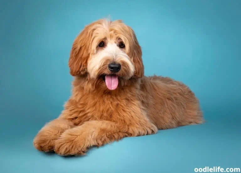 When Do Labradoodles Stop Growing? [What Age]