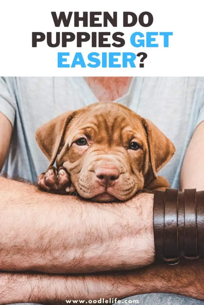 when do puppies get easier