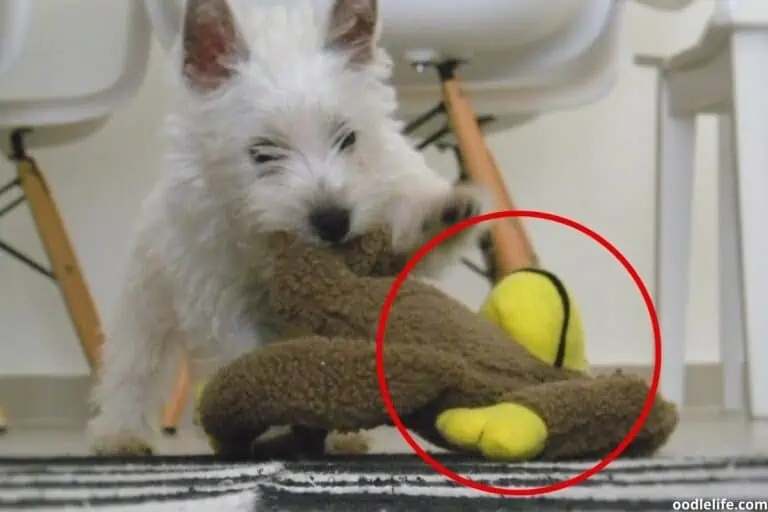 When Do Puppies Get Easier? [Timeline]