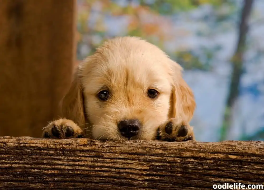 when does puppy poop become solid