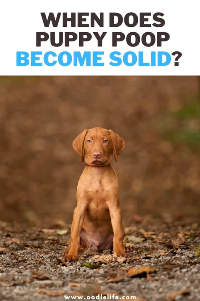 when does puppy poop become solid