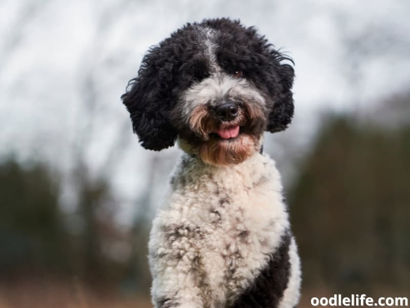 white and black Labradoodle