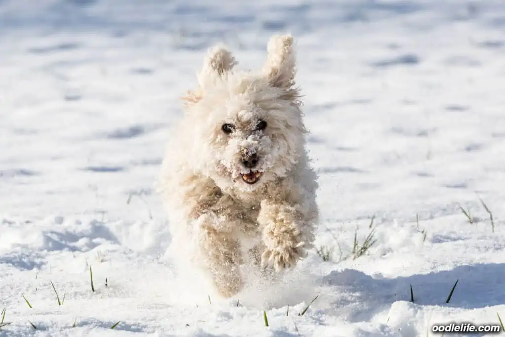 white poodle playing in snow