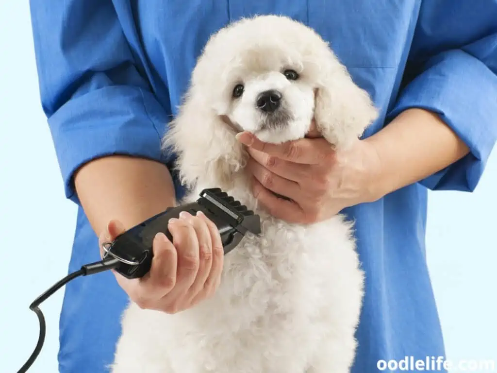 white Poodle grooming