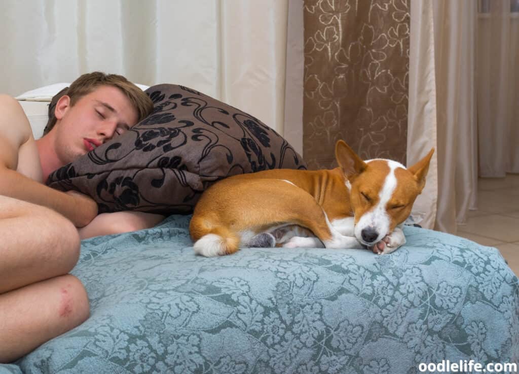 Why Do Dogs Sleep With Their Bum Facing You? - Oodle Life