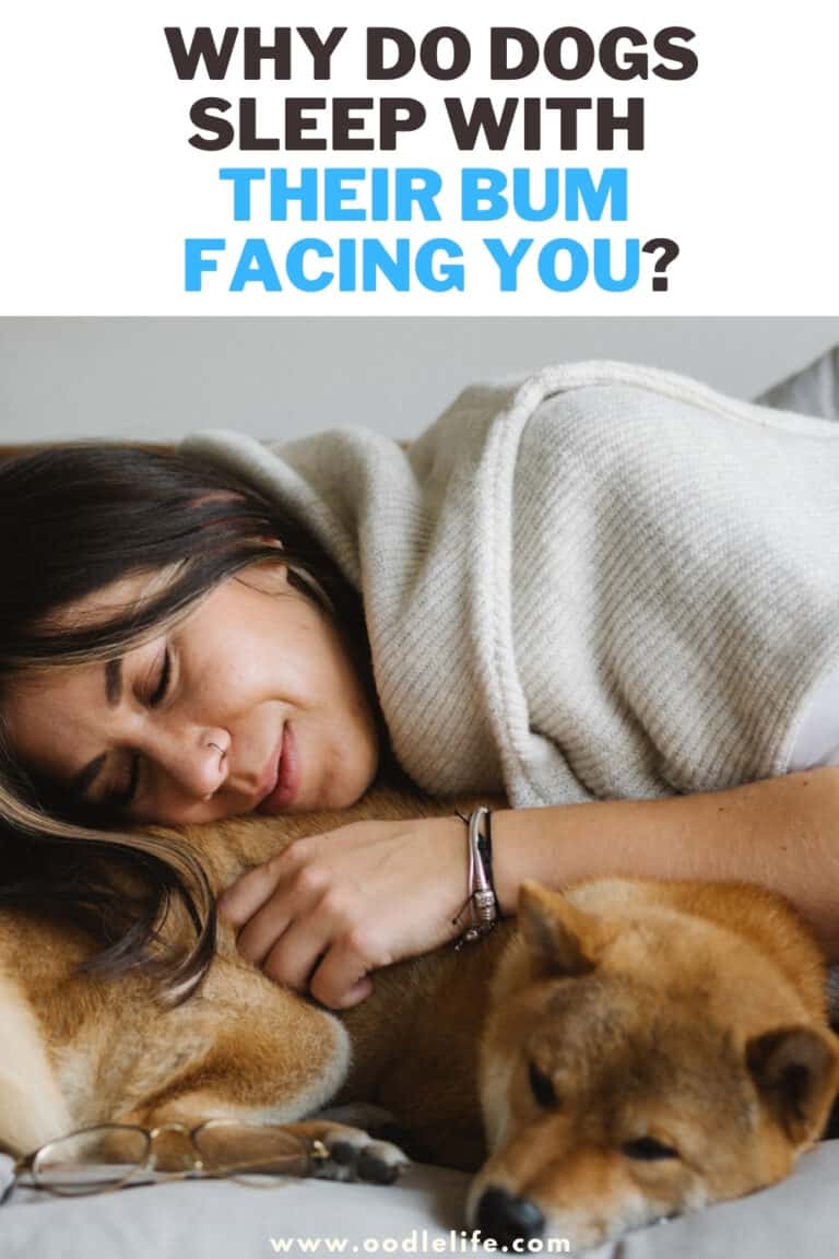 Why Do Dogs Sleep With Their Bum Facing You? Oodle Life