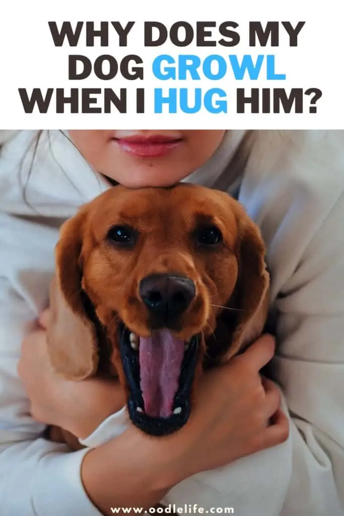 why does my dog growl when I hug him
