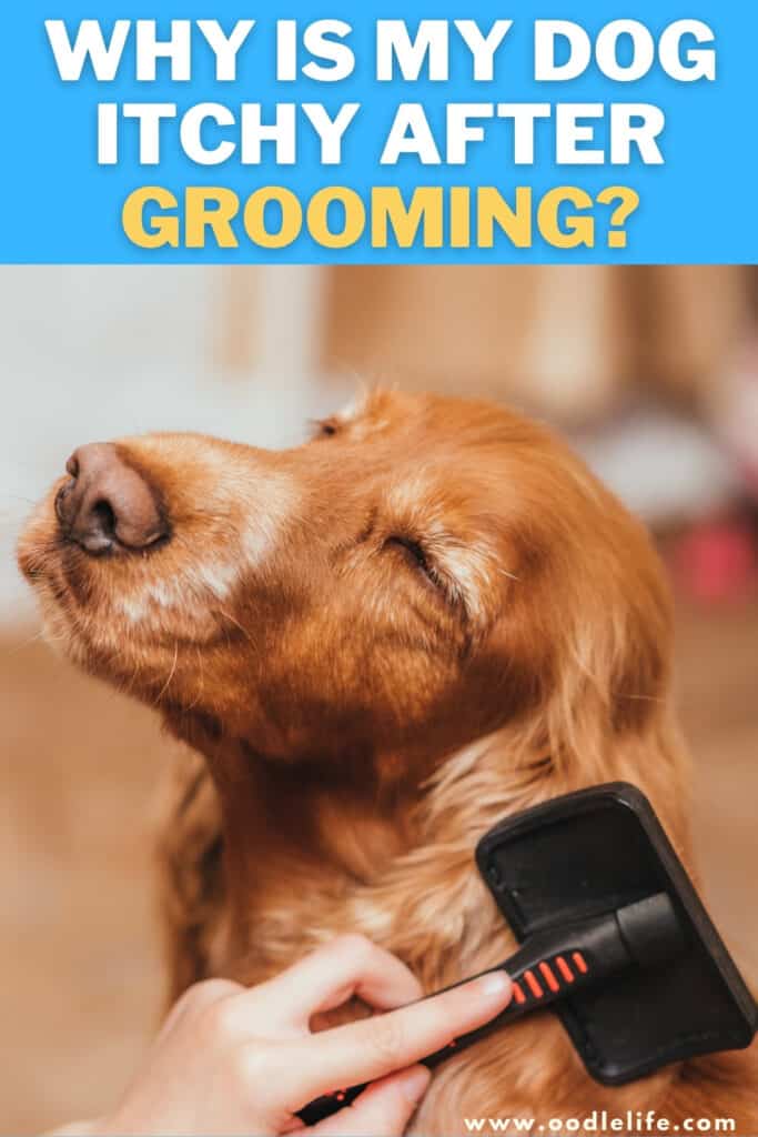 why is my dog itchy after grooming