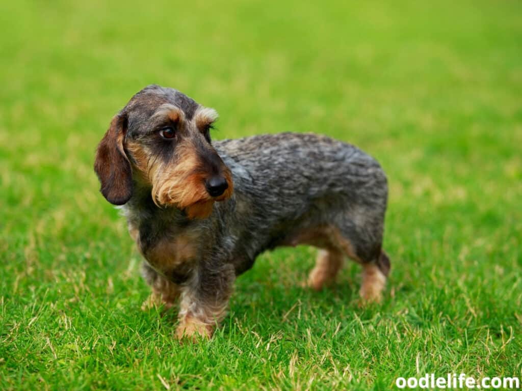 wirehaired dachshund