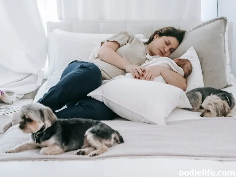 woman and child with their dogs