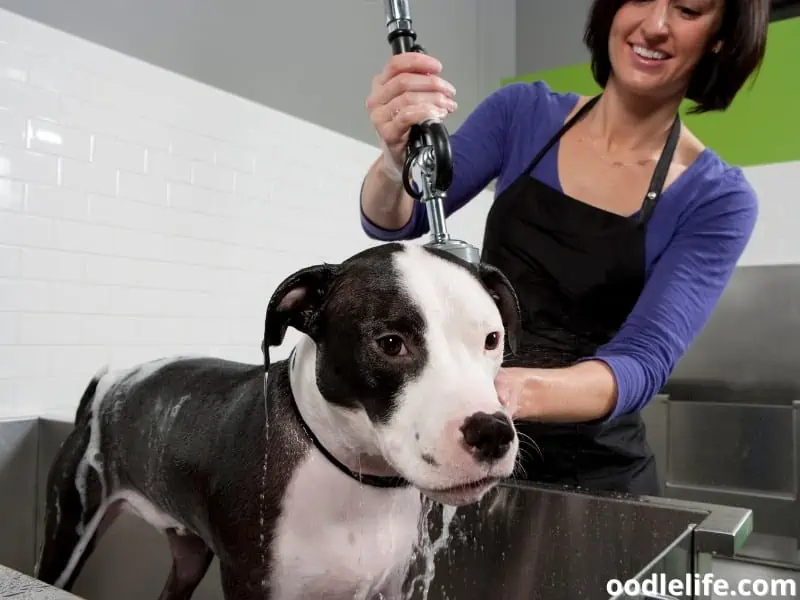 woman bathing dog