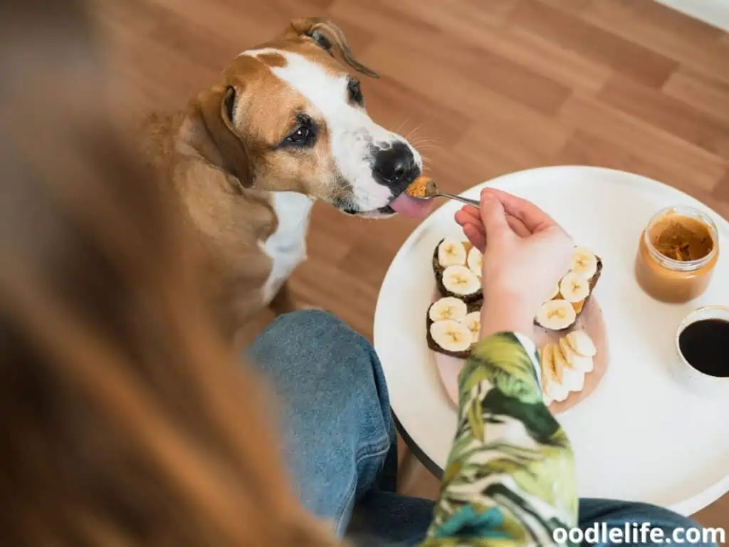 woman feeds her dog