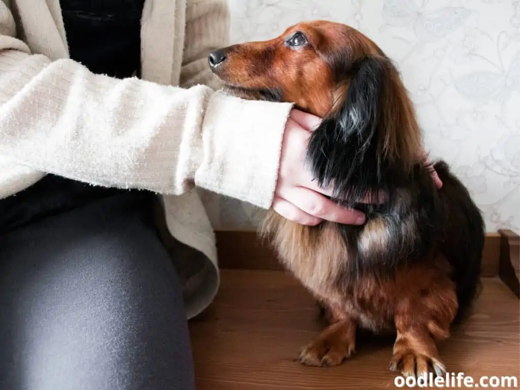 woman holding Dachshund