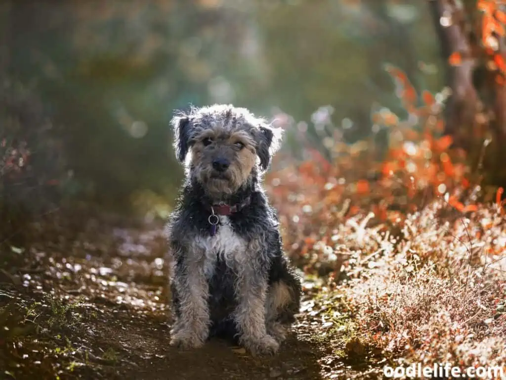 Yorkipoo standing in a park