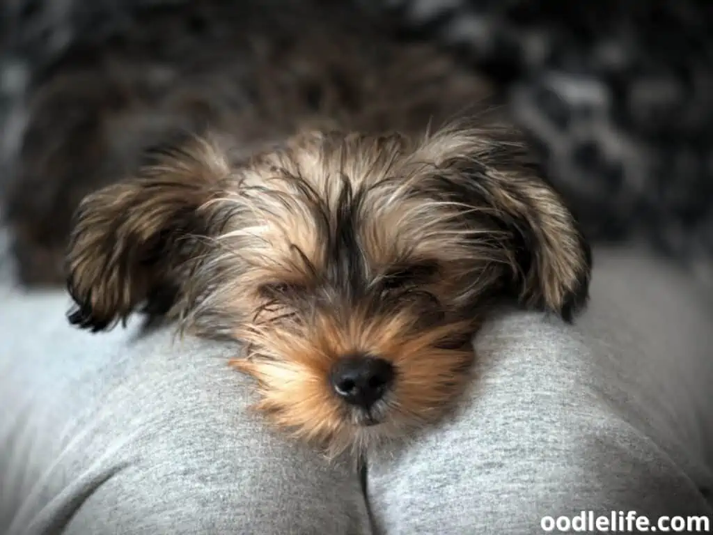 Yorkshire puppy sleeps