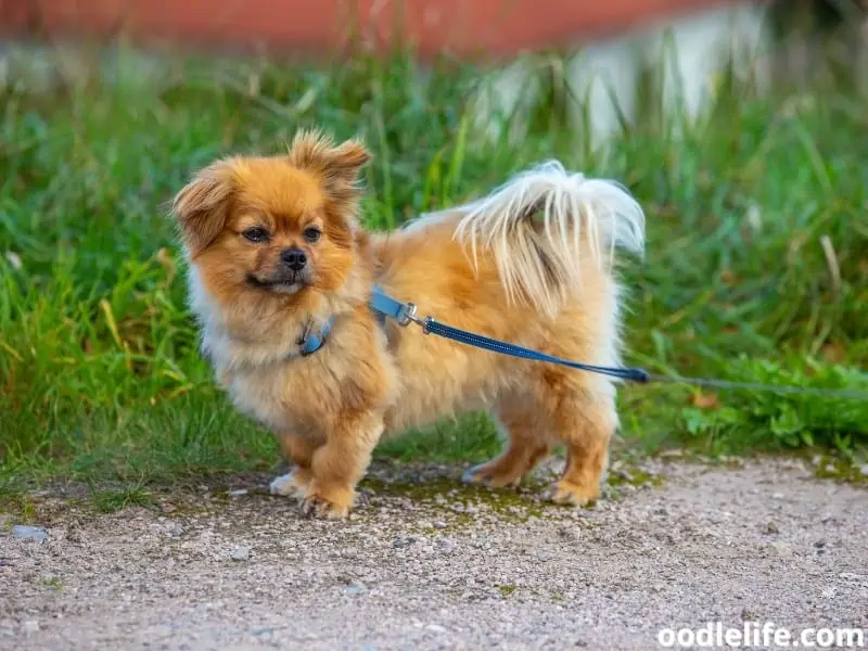 Affenpinscher on a leash