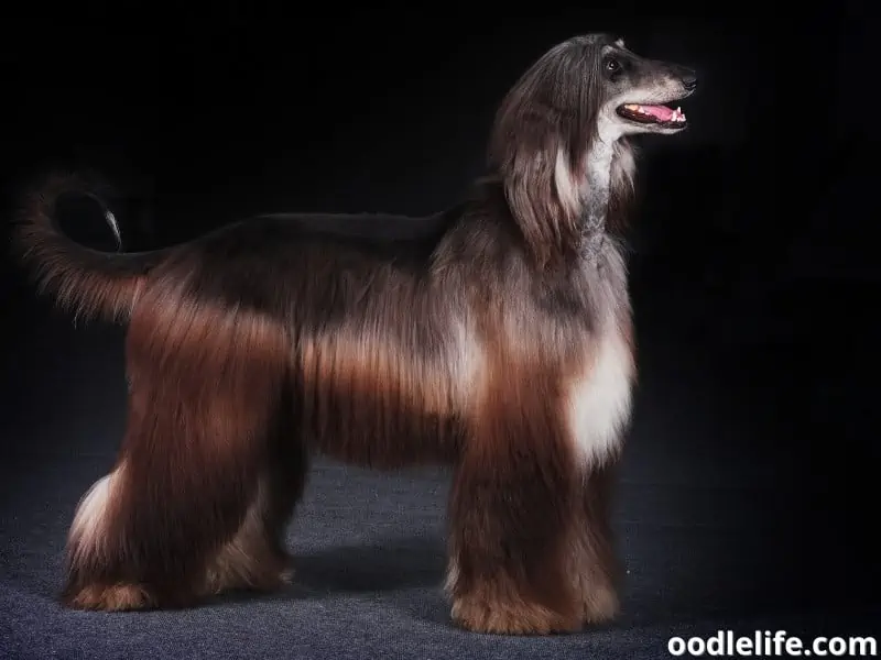 Afghan Hound stands