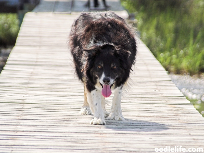 aggressive Border Collie