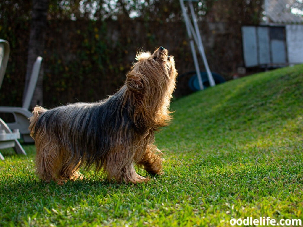 aggressive Yorkshire Terrier