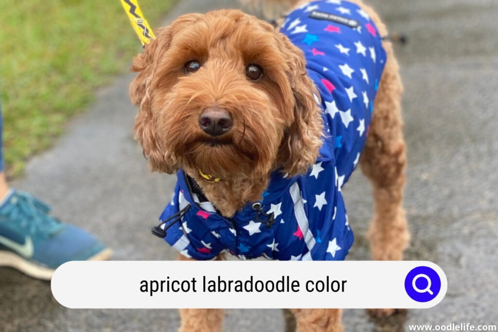 apricot labradoodle