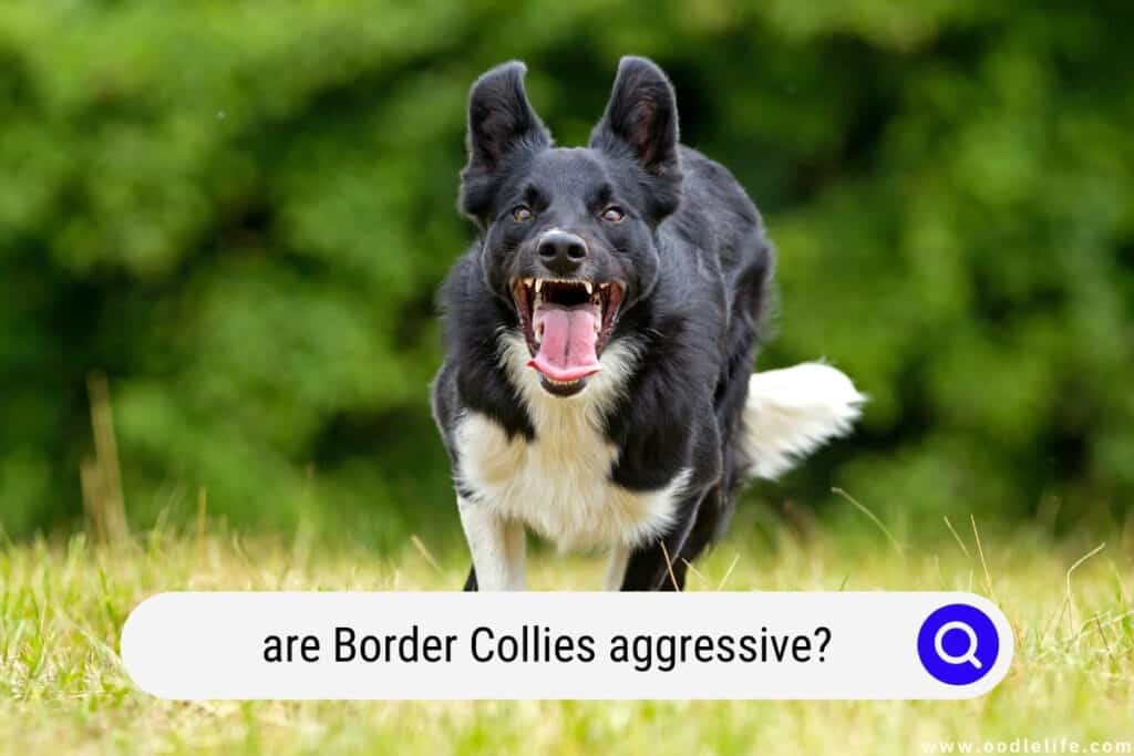 Border collie shop suddenly aggressive