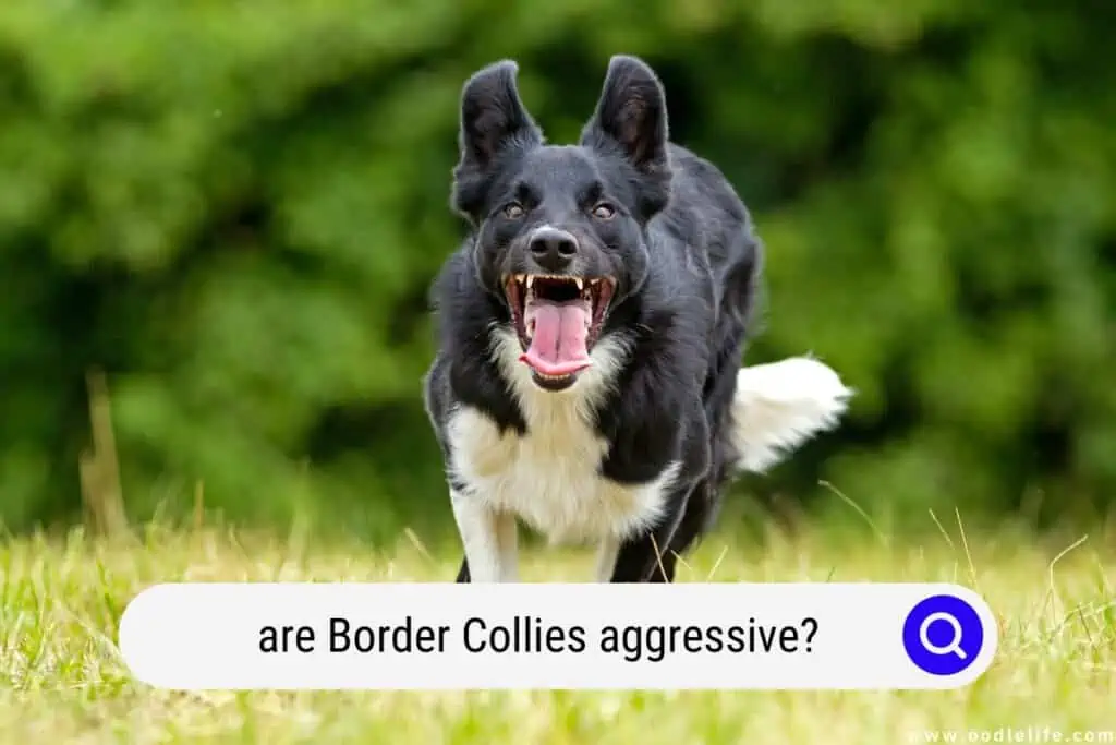 are Border Collies aggressive