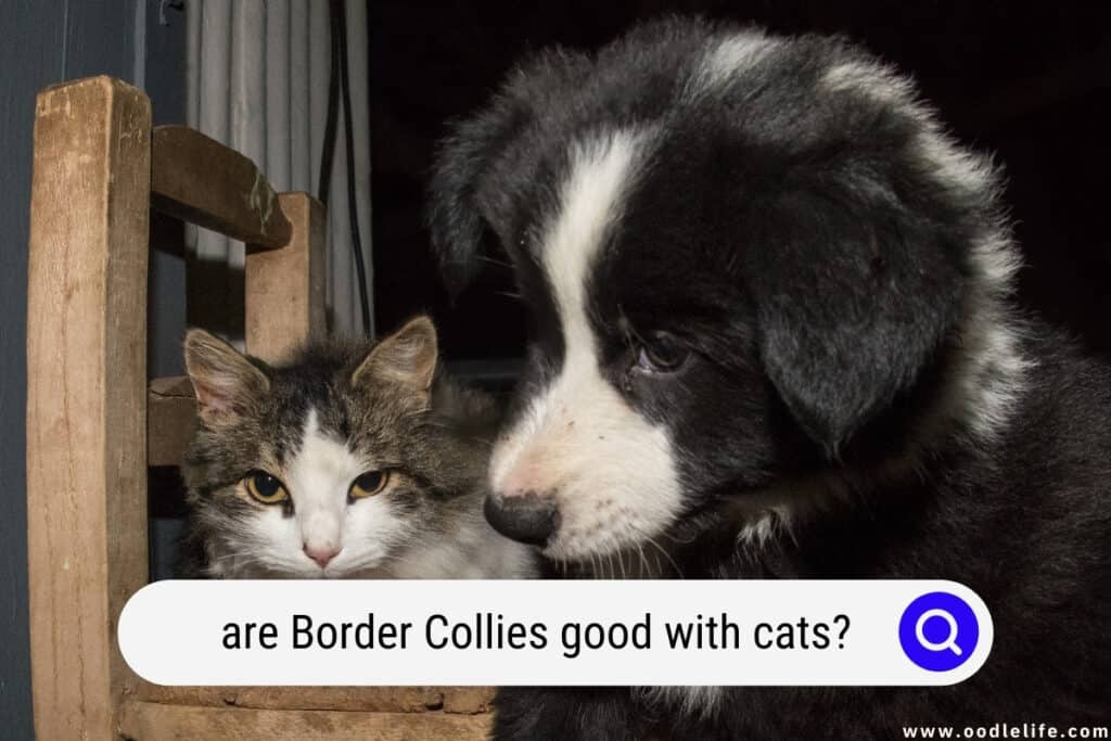 are Border Collies good with cats