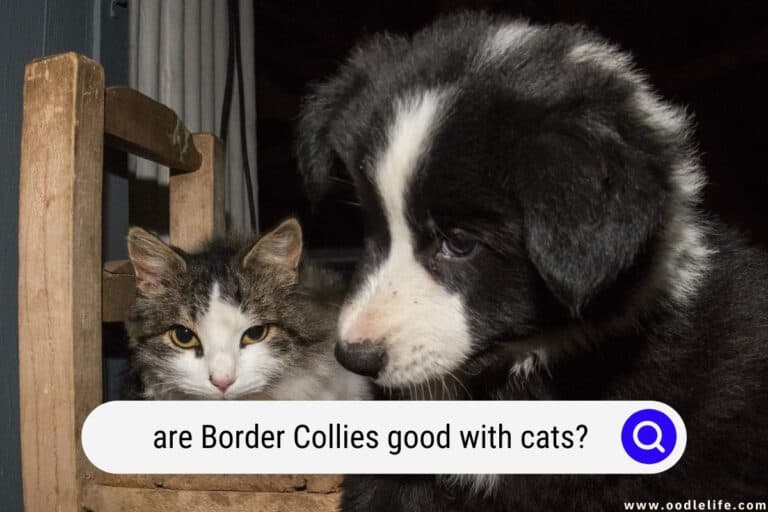Are Border Collies Good With CATS?