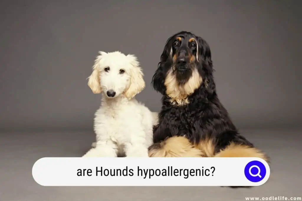 are Hounds hypoallergenic