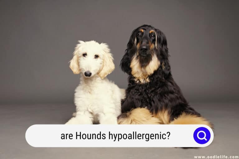 Are Hounds Hypoallergenic? (Hounds and Asthma)